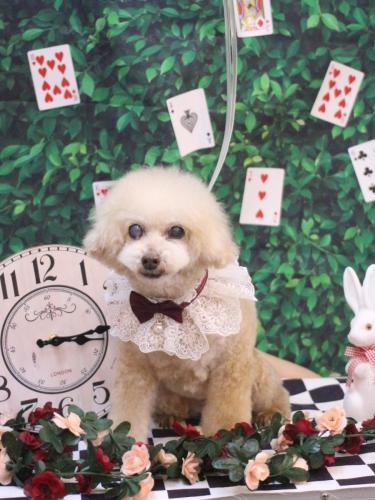 20250412HONEYちゃん